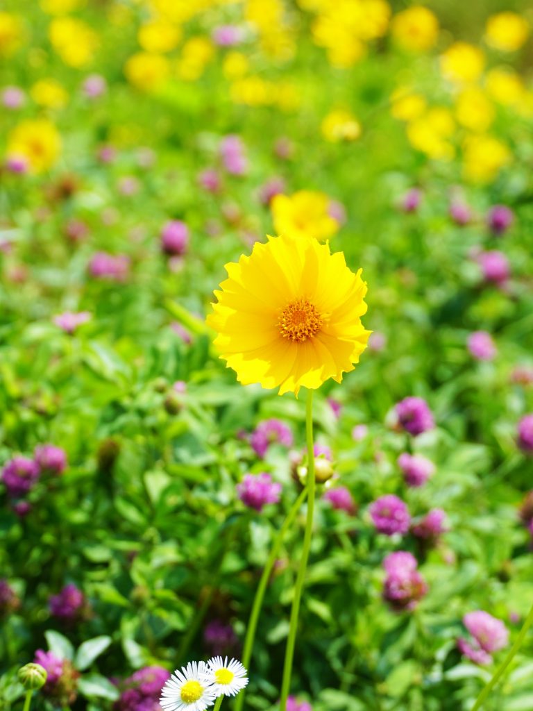 リアンジュ近くに咲く花